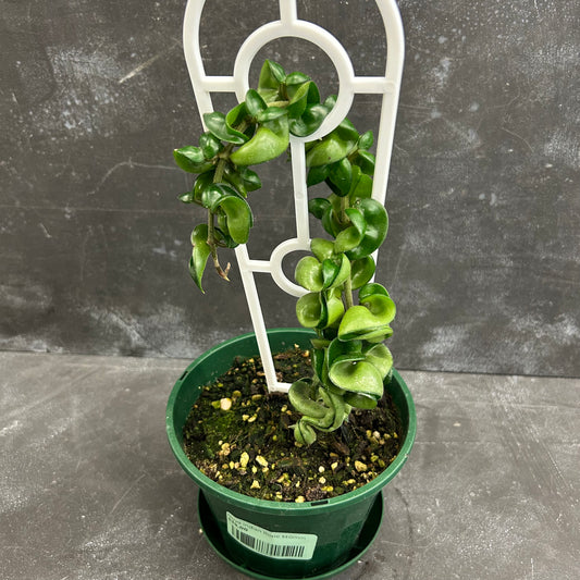 Hoya Indian Rope 140mm