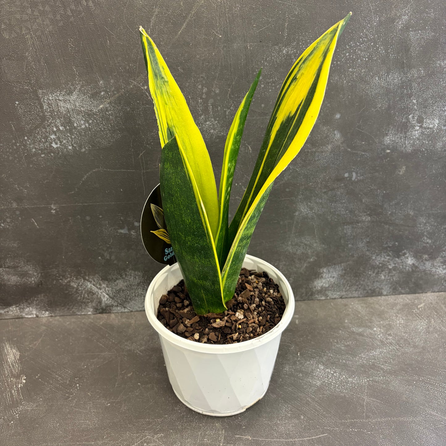 Assorted Sansevieria 130mm