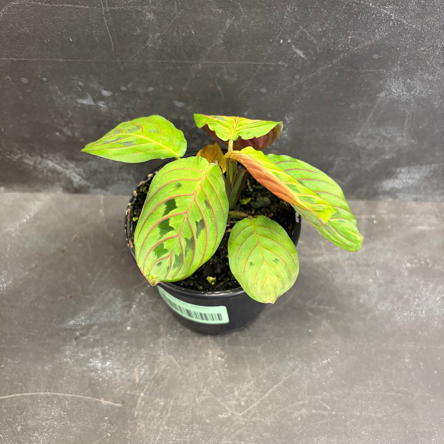 Maranta Red Vein 105mm