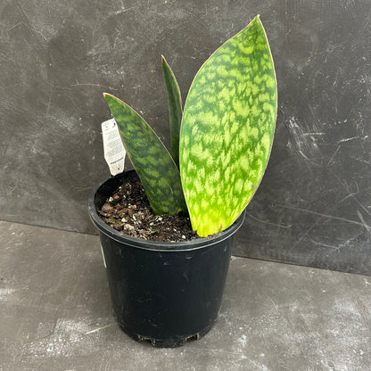 Whale Fin Sansevieria 200mm