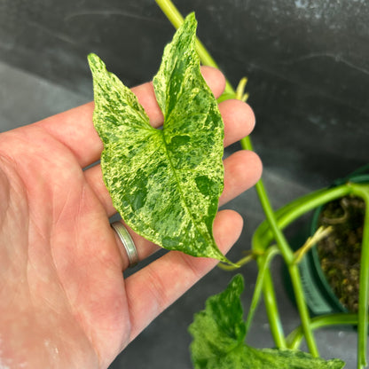 Syngonium Mojito 140mm