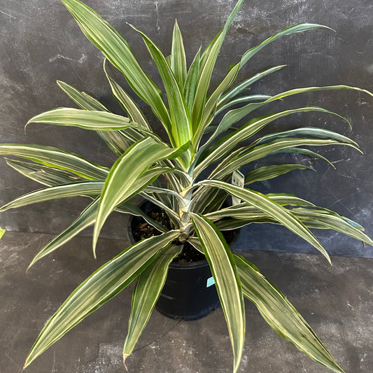 Dracaena Deremensis 200mm