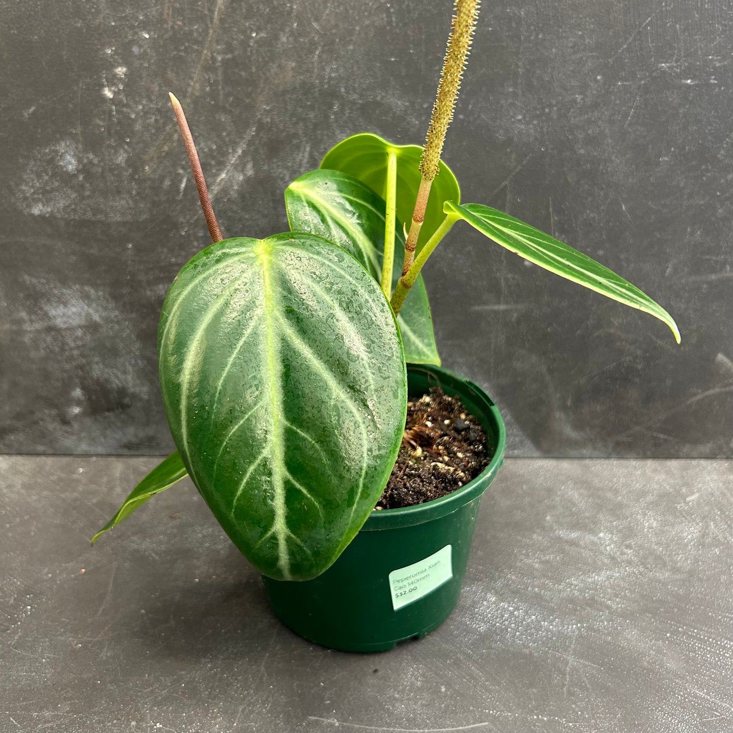 Peperomia Xian Cao 140mm