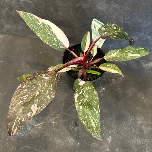 Philodendron Pink Princess 125mm