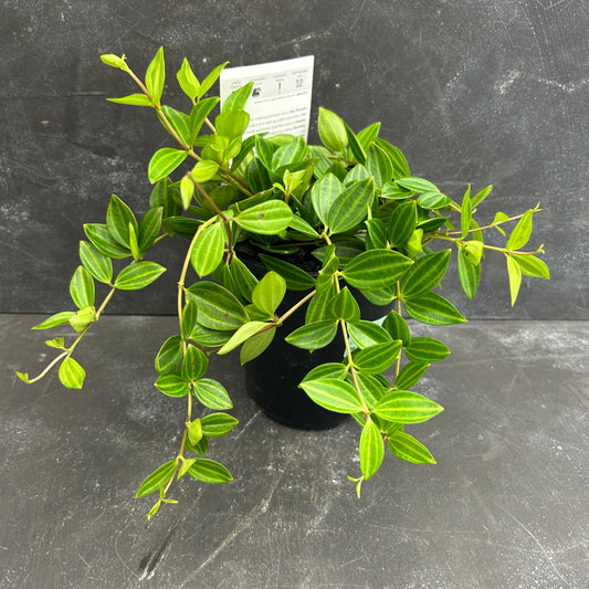 Peperomia Puteolata Diamond 125mm