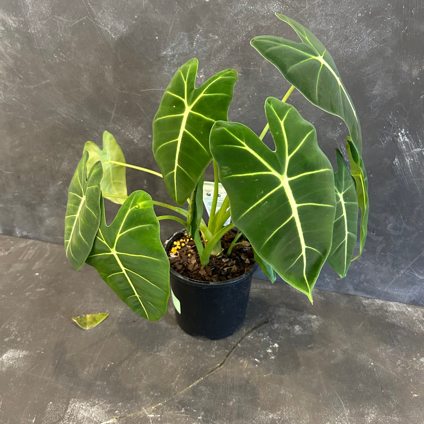 Alocasia frydek Green Velvet 130mm