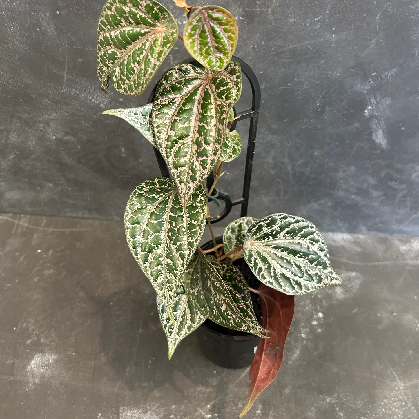 Piper Celebes Pepper 125mm