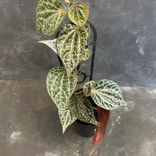 Piper Celebes Pepper 125mm