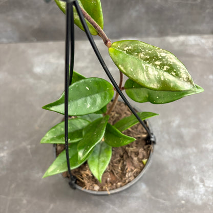 Hoya Carnosa 125mm