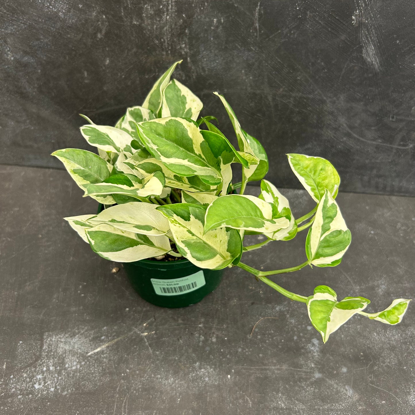 Snow Queen Pothos 125mm