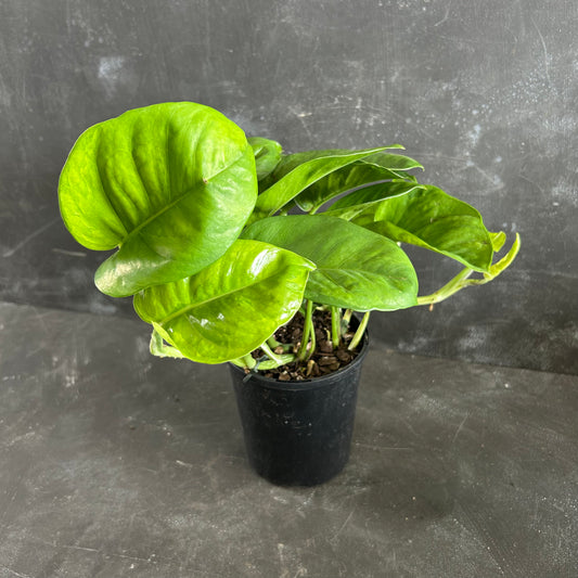 Green Queen Pothos 125mm