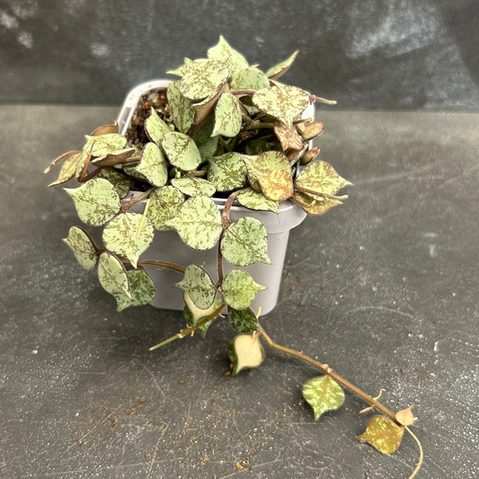 Hoya Curtsii Thailand Form 70mm