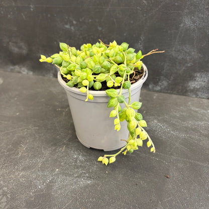 Senecio Clown Tears 105mm