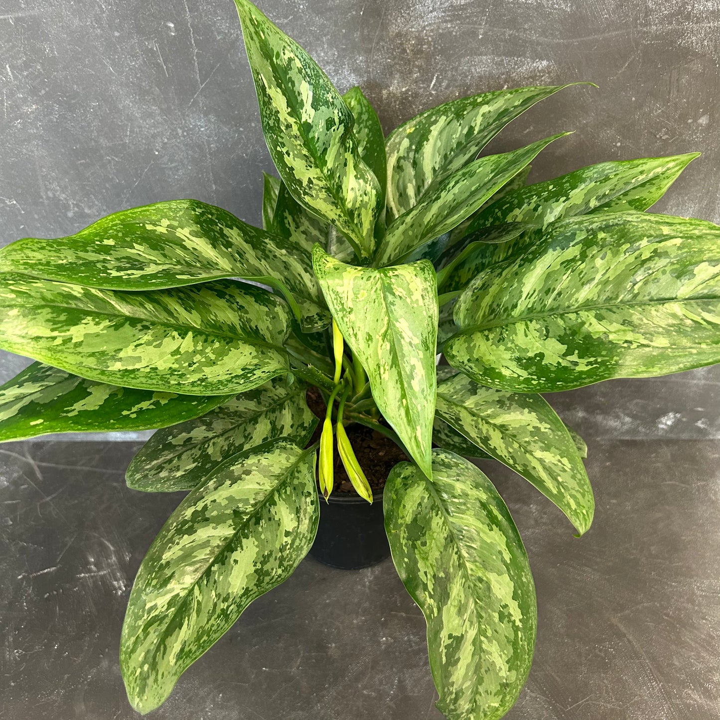 Aglaonema Painted Princess 180mm
