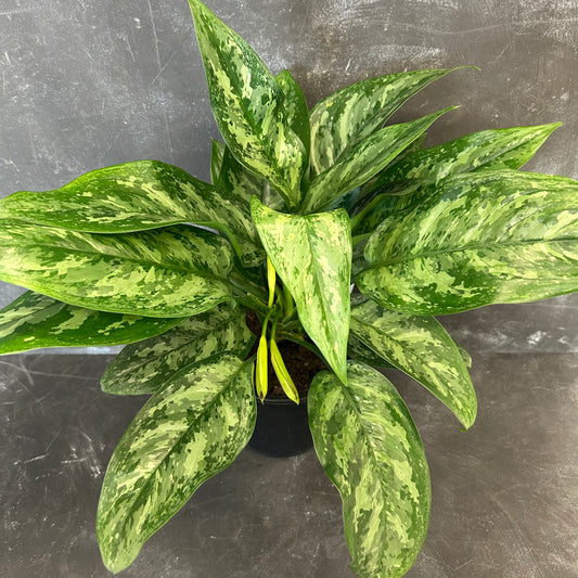 Aglaonema Painted Princess 180mm