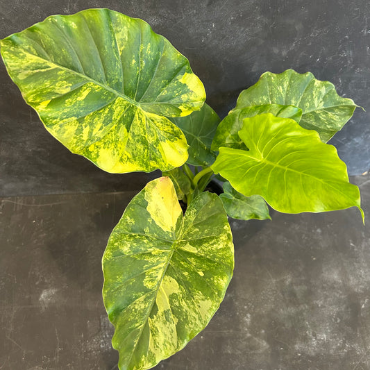 Alocasia California Aurea 125mm