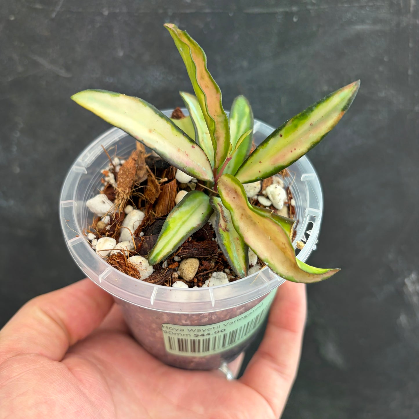 Hoya Wayetii Variegated 90mm