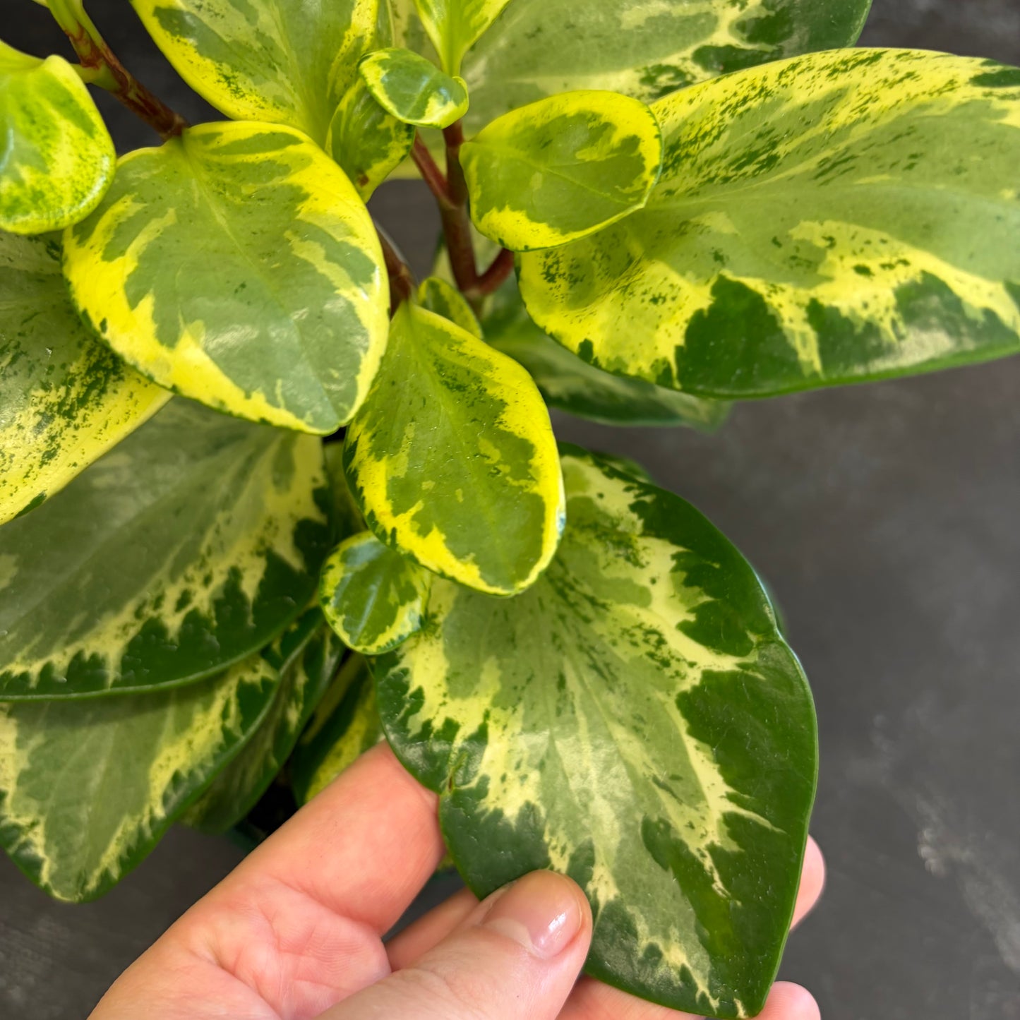 Peperomia Golden Gate 140mm