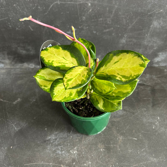 Hoya Australis Lisa 100mm