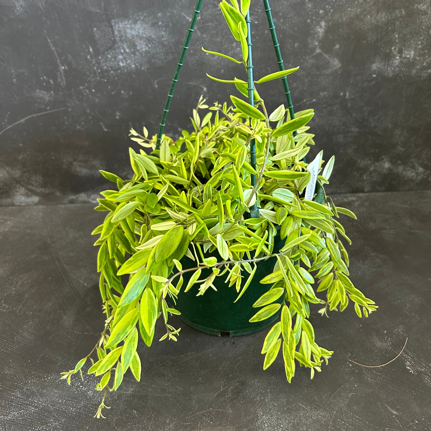 Variegated Lipstick Plant 170mm