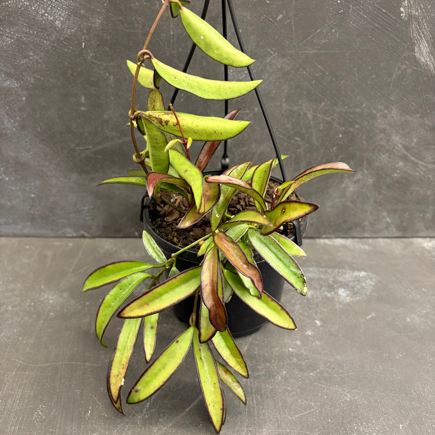 Hoya Wayetii 125mm