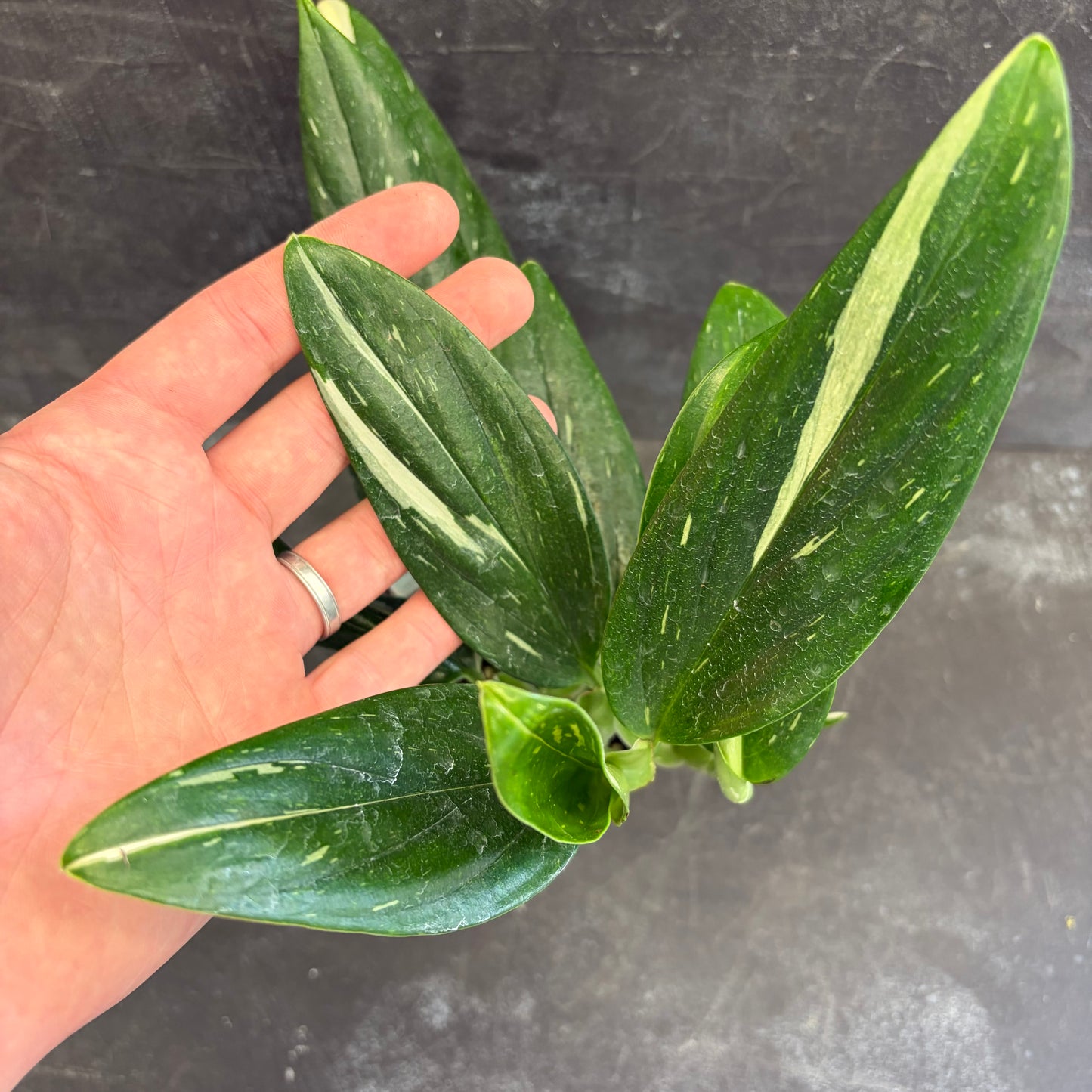 Monstera Standleyana Variegated 105mm