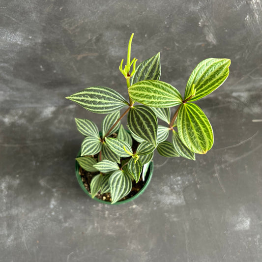 Peperomia Tetragona 140mm