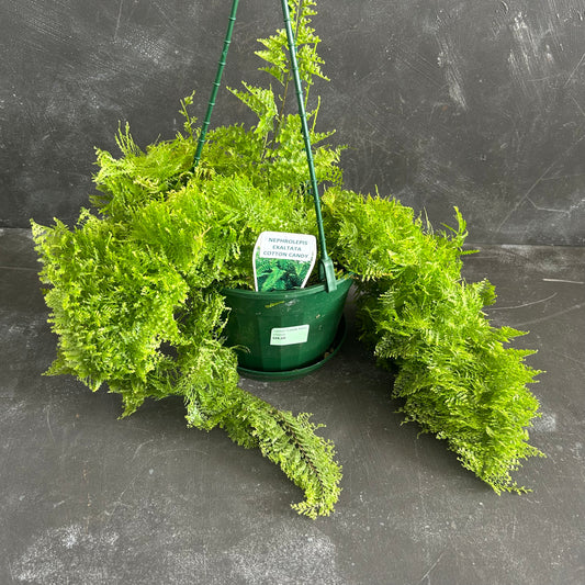 Cotton Candy Fern 175mm