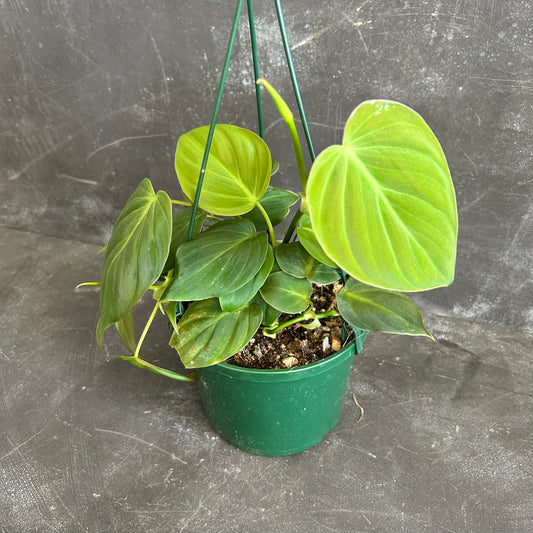 Philodendron Micans 140mm