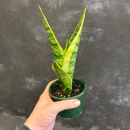 Sansevieria Superba 100mm