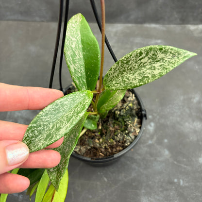 Hoya Pubicalyx Silver Spot 125mm