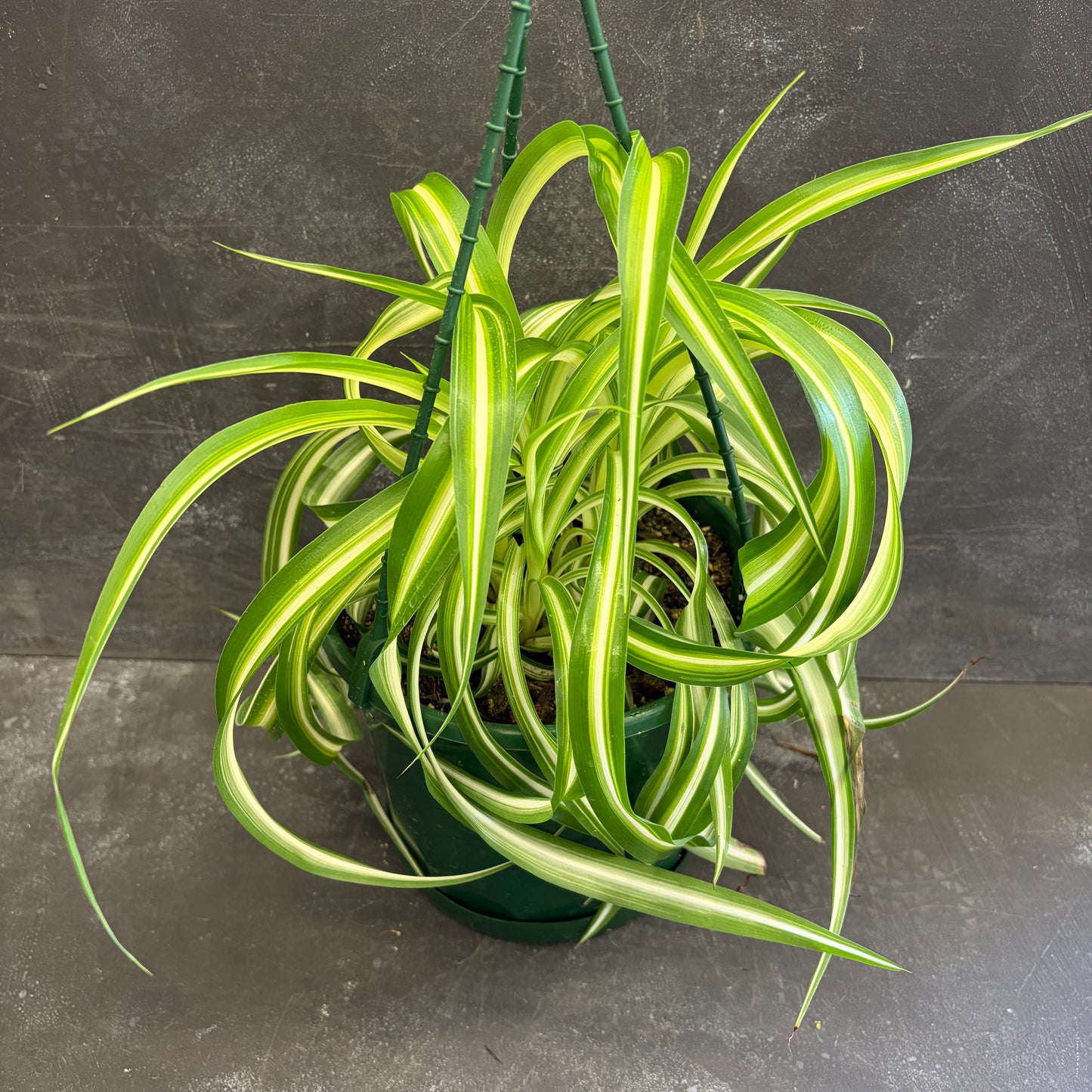Chlorophytum Curly Bonnie Spider Plant 175mm