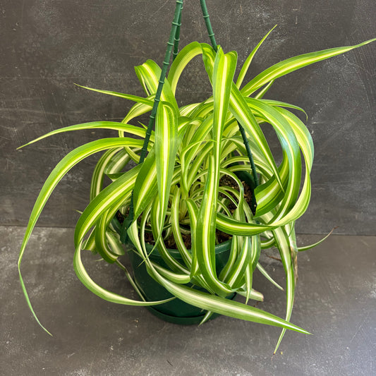 Chlorophytum Curly Bonnie Spider Plant 175mm