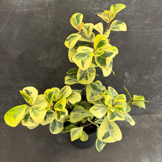 Ficus Triangularis Aurea 180mm