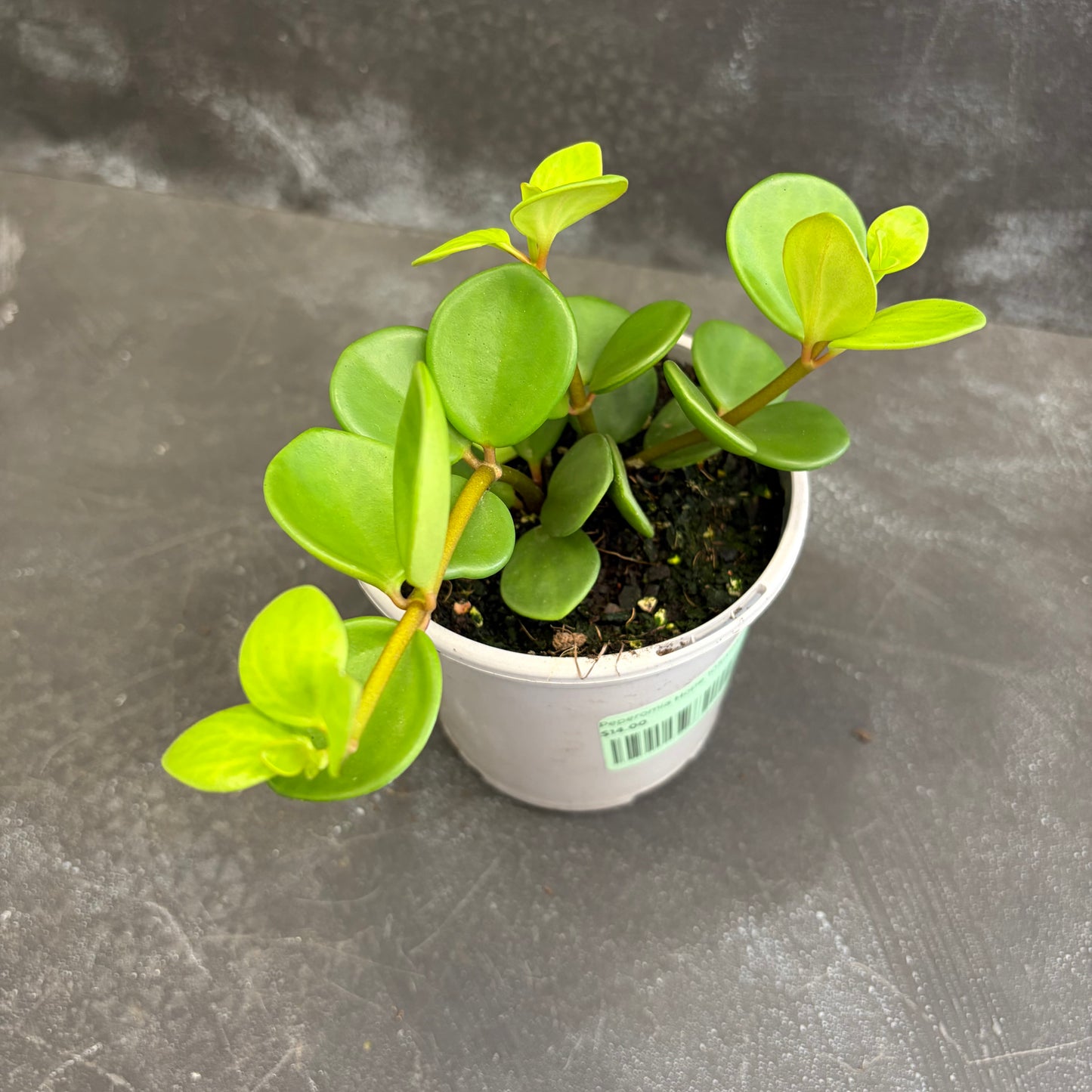Peperomia Hope 105mm