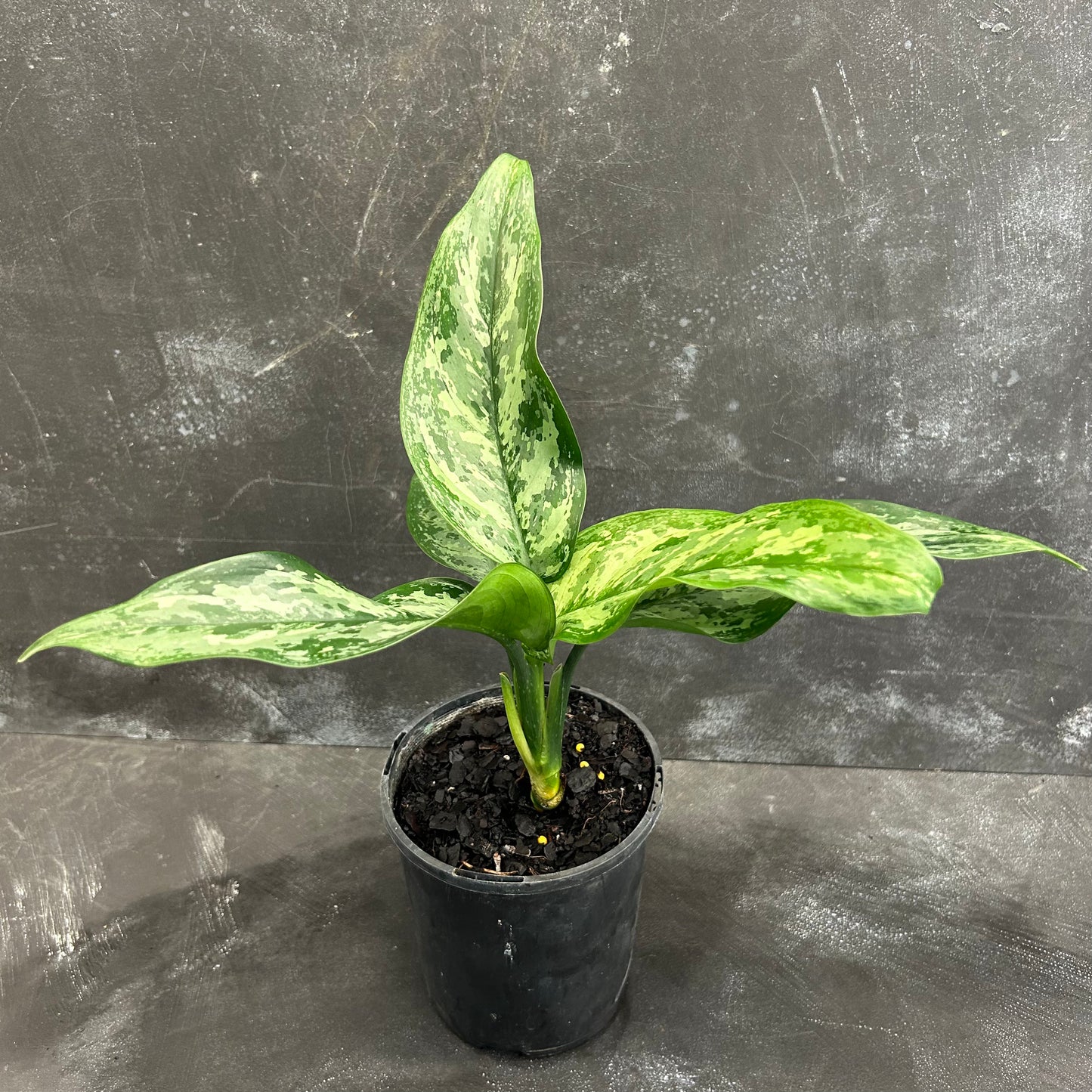 Aglaonema Echo 125mm