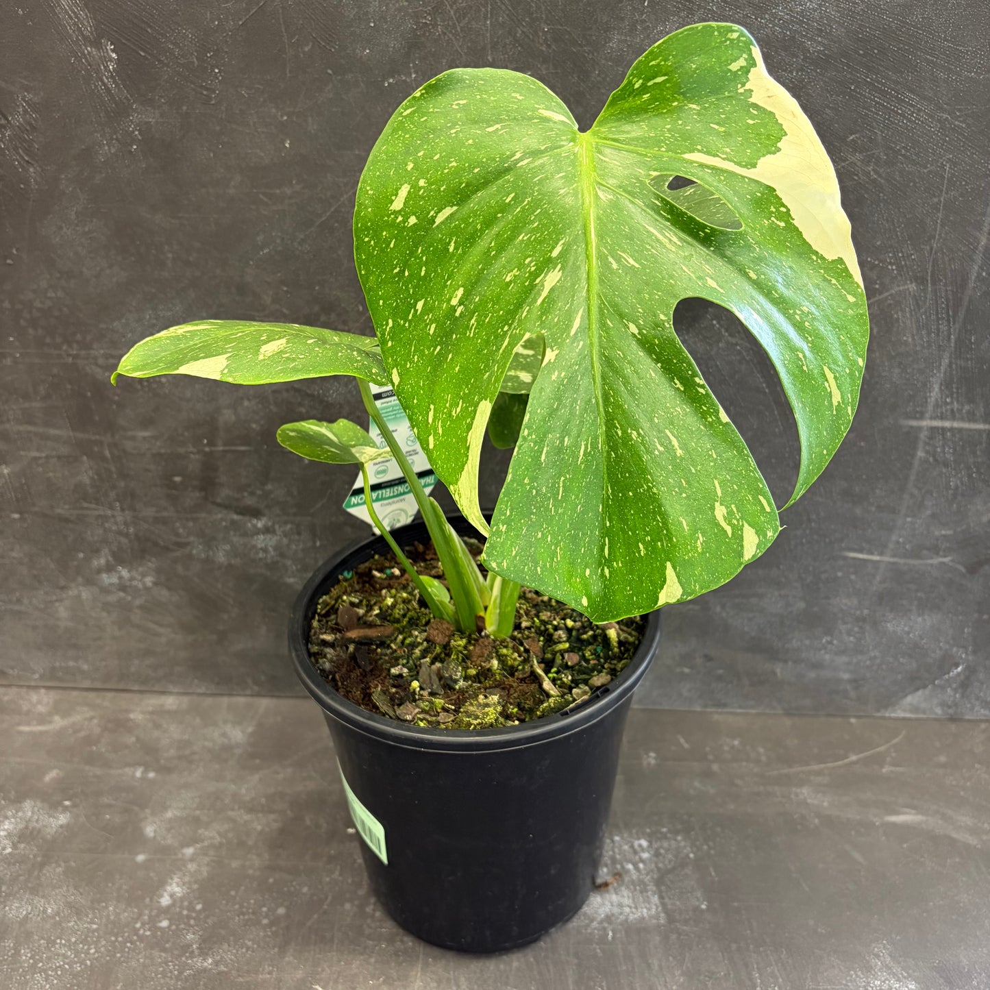Monstera Thai Consellation 180mm