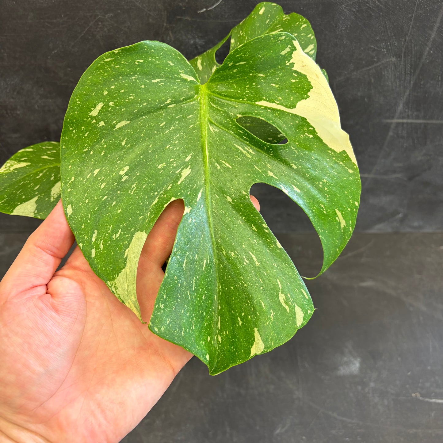 Monstera Thai Consellation 180mm