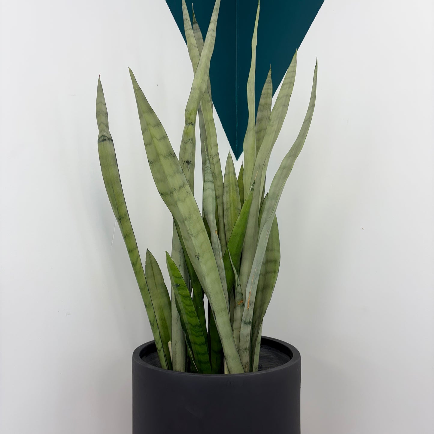 Sansevieria Trifasciata Silver Sword 250mm