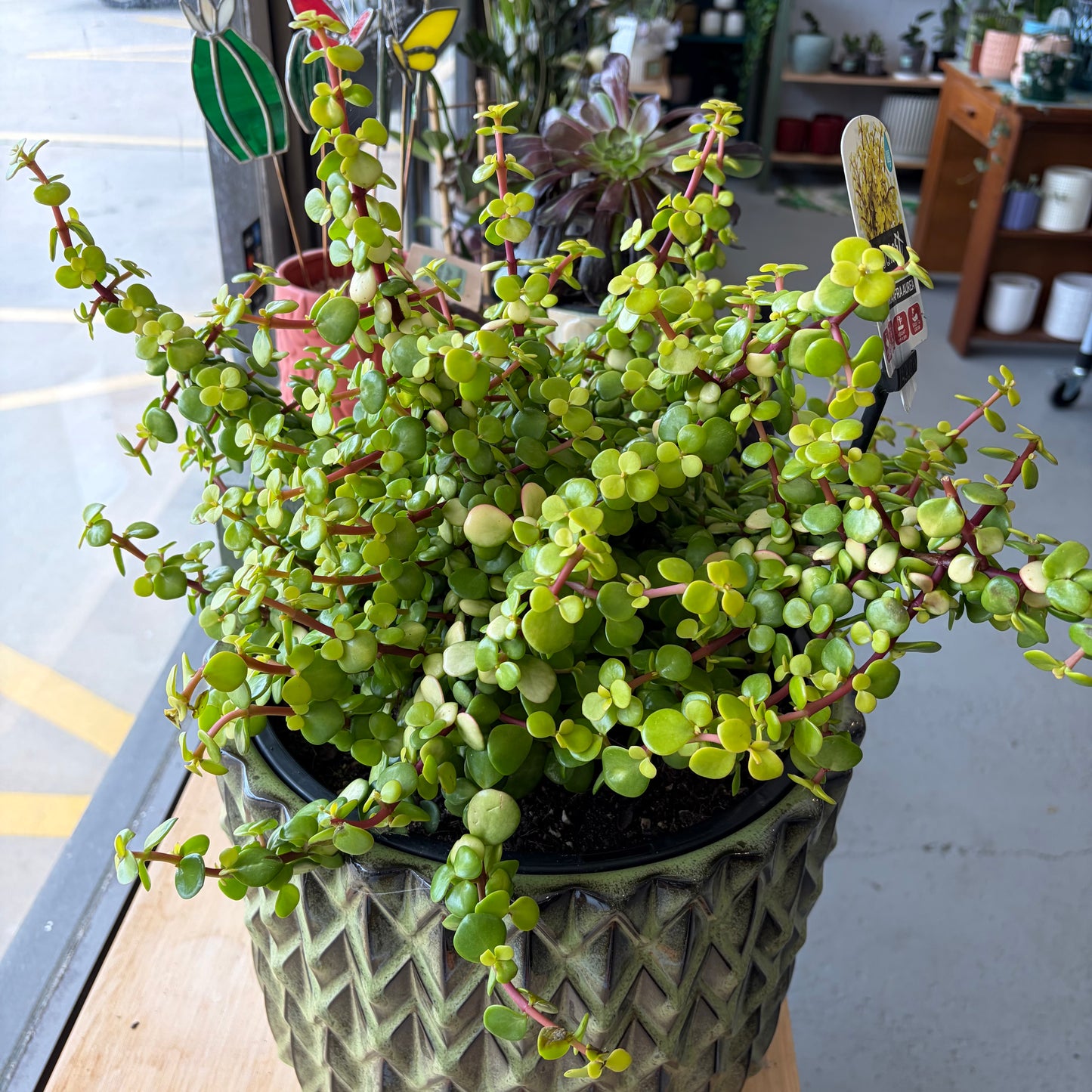 Portulacaria Afra Aurea 250mm