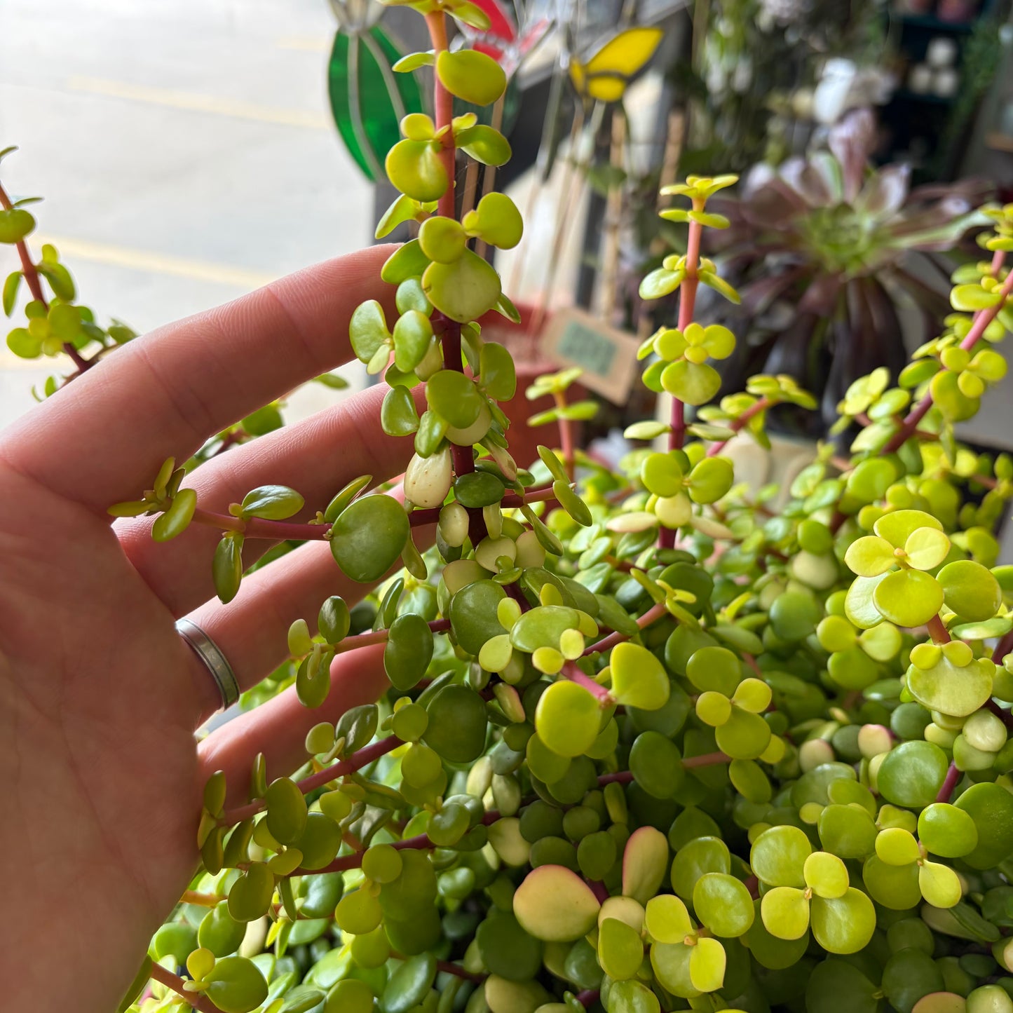Portulacaria Afra Aurea 250mm