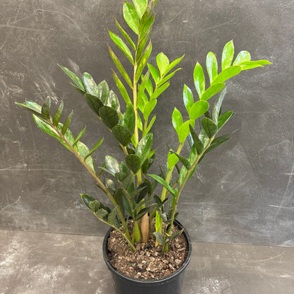 ZZ Plant Dark Zamicro 170mm
