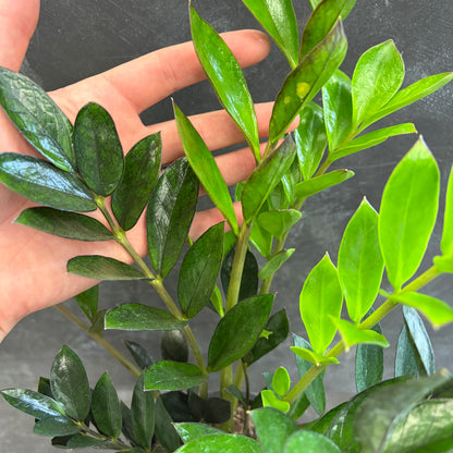 ZZ Plant Dark Zamicro 170mm