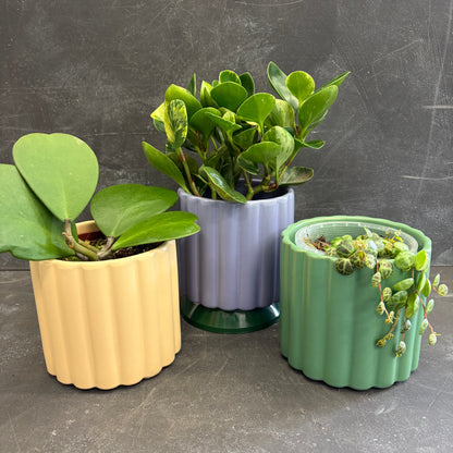 Scalloped Cover Pot 10cm
