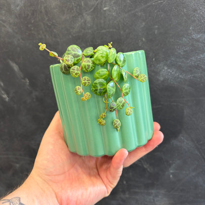 Scalloped Cover Pot 10cm