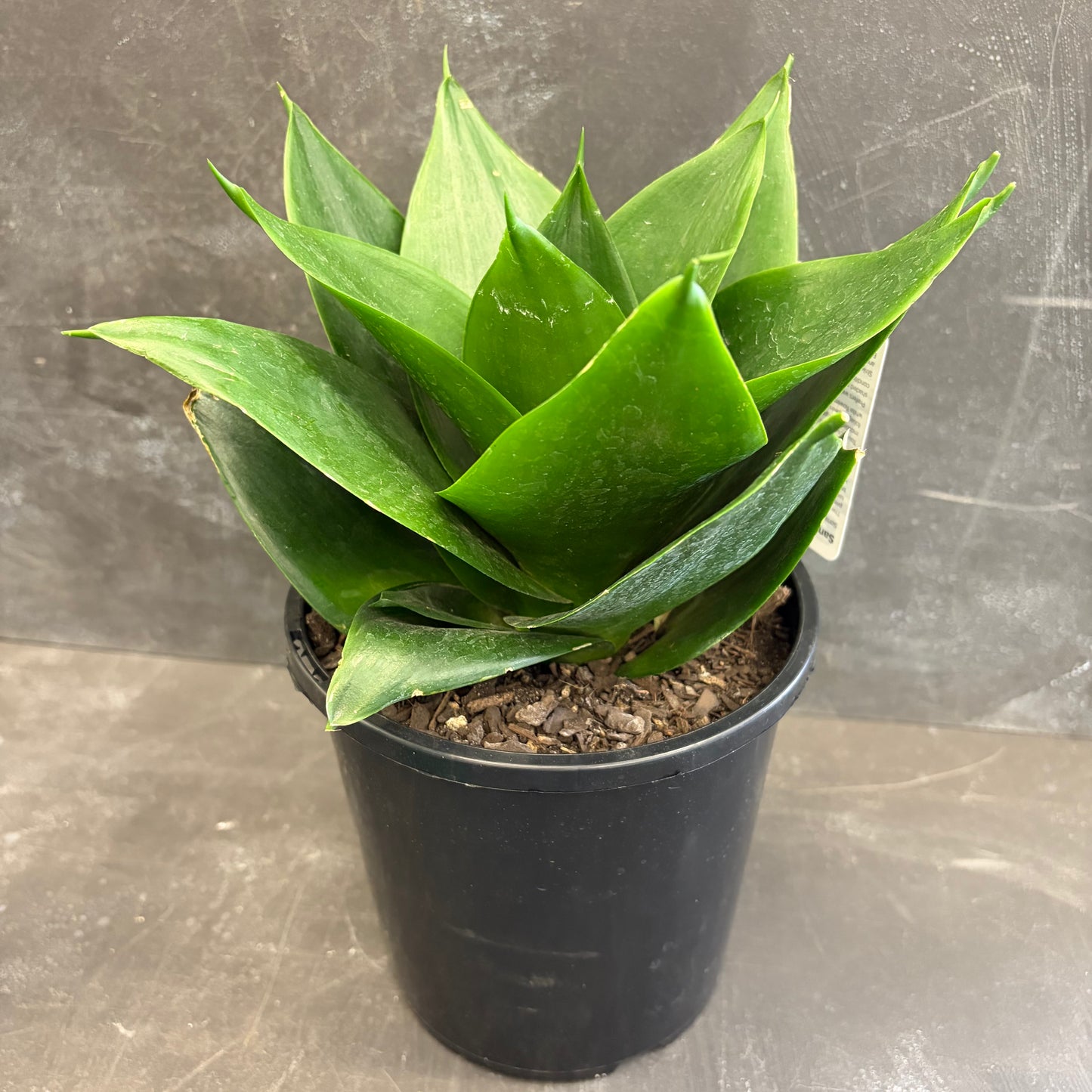 Sansevieria Trifasciata Hahnii Jade 170mm