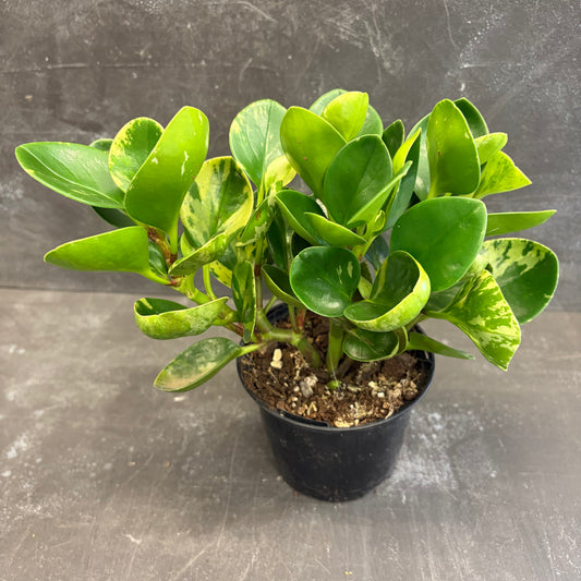 Peperomia Obtusifolia Marble 105mm