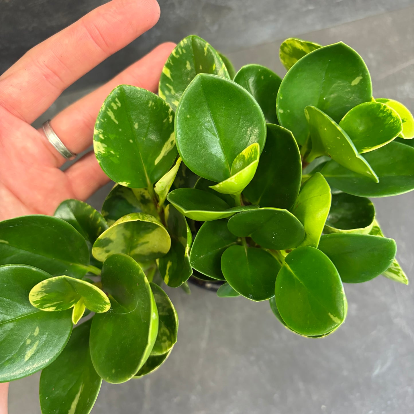 Peperomia Obtusifolia Marble 105mm