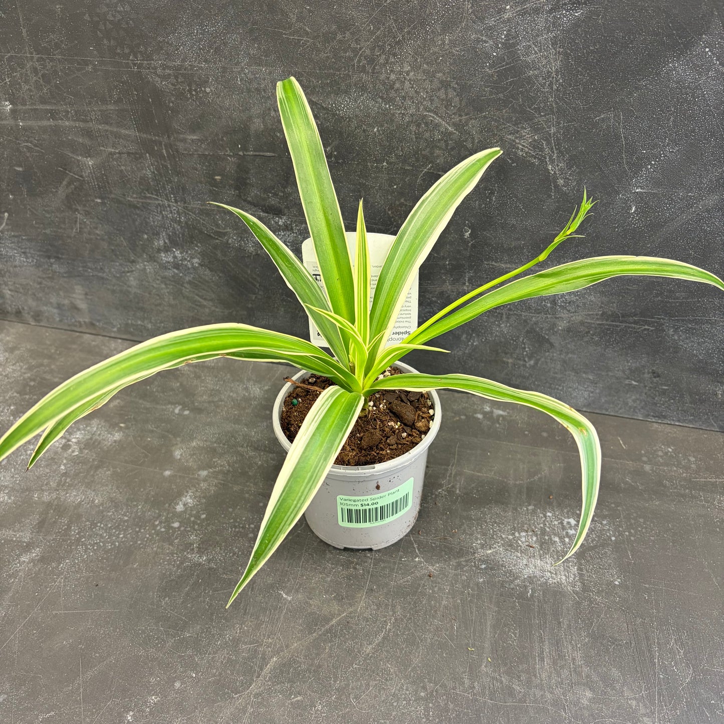 Variegated Spider Plant 105mm