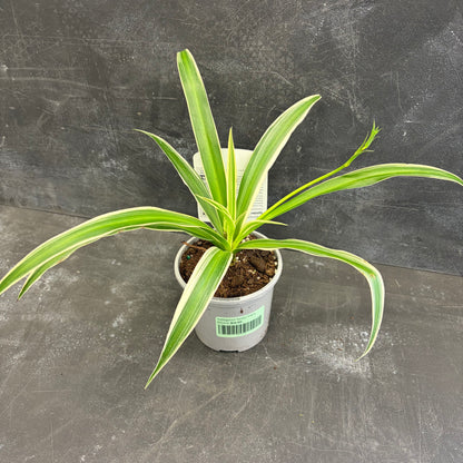 Variegated Spider Plant 105mm